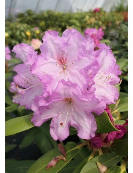 'Nicoletta' - różanecznik jakuszimański
Rhododendron yakushimanum 'Nicoletta'