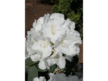 'Schneekrone' - różanecznik jakuszimański 
Rhododendron yakushimanum 'Schneekrone'