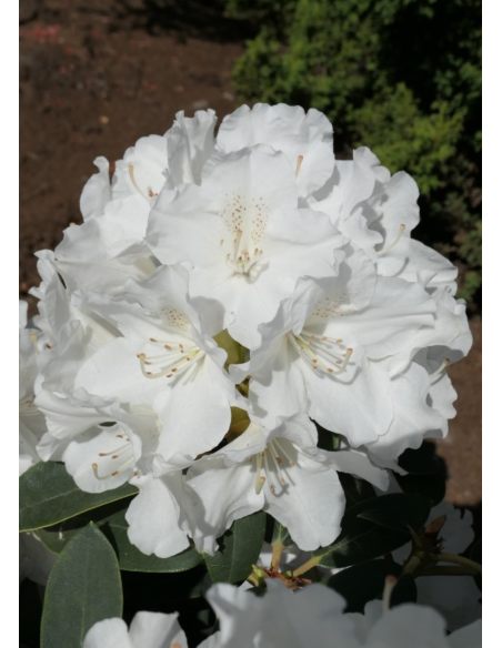 'Schneekrone' - różanecznik jakuszimański 
Rhododendron yakushimanum 'Schneekrone'