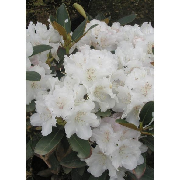 'Schneekrone' - różanecznik jakuszimański 
Rhododendron yakushimanum 'Schneekrone'