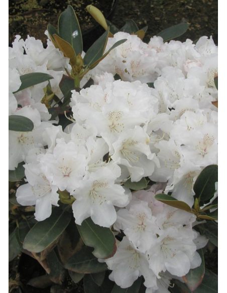 'Schneekrone' - różanecznik jakuszimański 
Rhododendron yakushimanum 'Schneekrone'