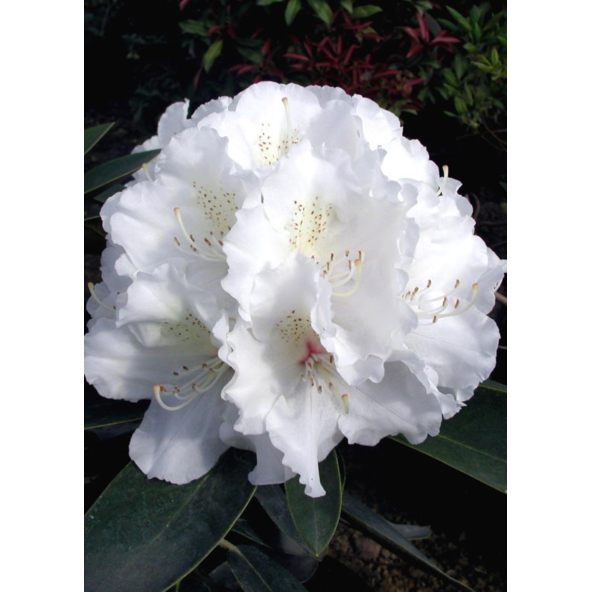 'Schneekrone' - różanecznik jakuszimański 
Rhododendron yakushimanum 'Schneekrone'