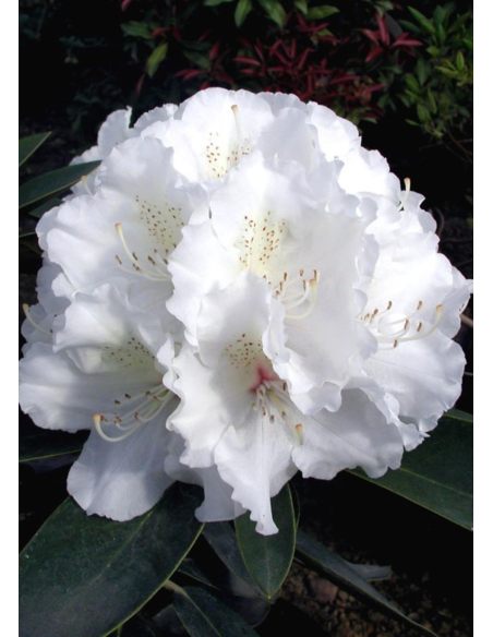 'Schneekrone' - różanecznik jakuszimański 
Rhododendron yakushimanum 'Schneekrone'