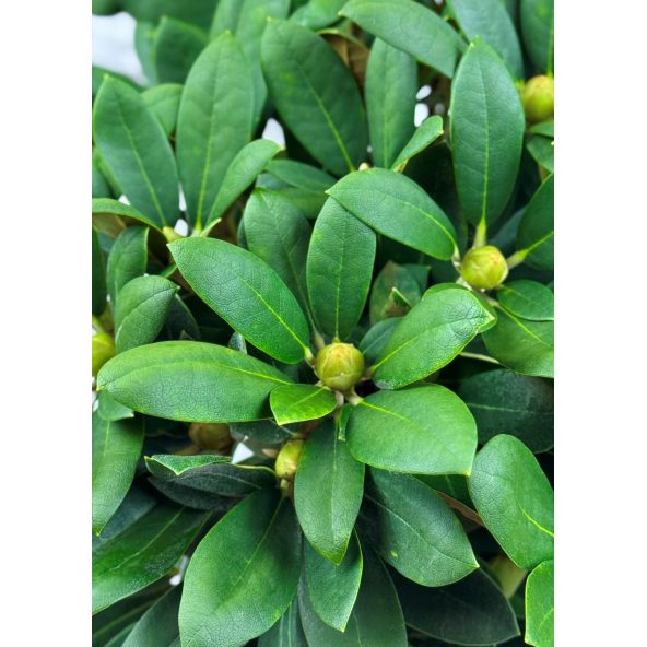 'Schneekrone' - różanecznik jakuszimański 
Rhododendron yakushimanum 'Schneekrone'