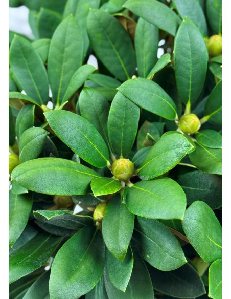 'Schneekrone' - różanecznik jakuszimański 
Rhododendron yakushimanum 'Schneekrone'