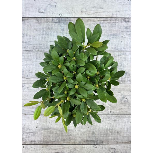 'Schneekrone' - różanecznik jakuszimański 
Rhododendron yakushimanum 'Schneekrone'