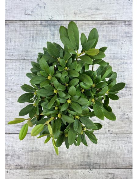 'Schneekrone' - różanecznik jakuszimański 
Rhododendron yakushimanum 'Schneekrone'