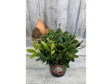 'Schneekrone' - różanecznik jakuszimański 
Rhododendron yakushimanum 'Schneekrone' 2