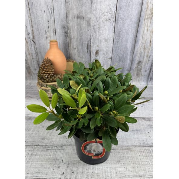 'Schneekrone' - różanecznik jakuszimański 
Rhododendron yakushimanum 'Schneekrone'