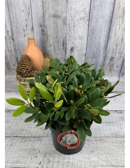 'Schneekrone' - różanecznik jakuszimański 
Rhododendron yakushimanum 'Schneekrone'