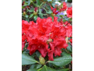 'Baden Baden' - różanecznik rozesłany
Rhododendron repens 'Baden Baden'