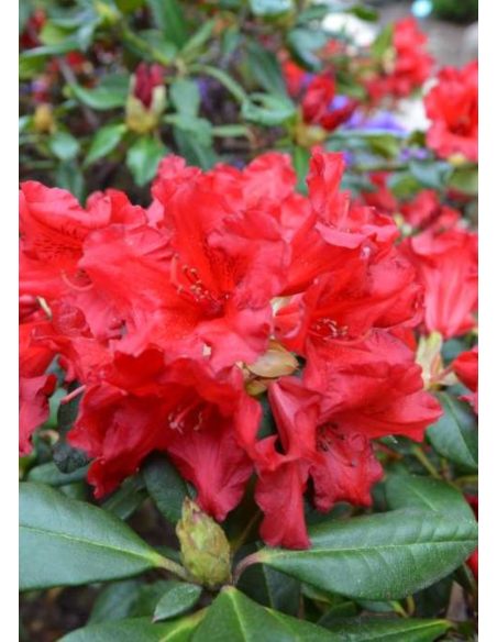 'Baden Baden' - różanecznik rozesłany
Rhododendron repens 'Baden Baden'