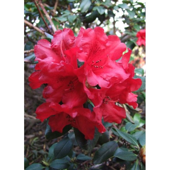 'Baden Baden' - różanecznik rozesłany
Rhododendron repens 'Baden Baden'