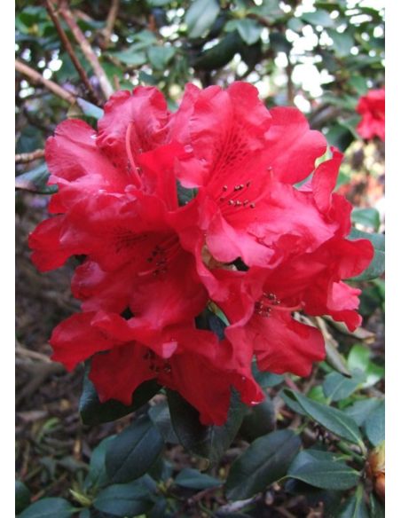 'Baden Baden' - różanecznik rozesłany
Rhododendron repens 'Baden Baden'