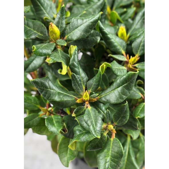 'Baden Baden' - różanecznik rozesłany
Rhododendron repens 'Baden Baden'