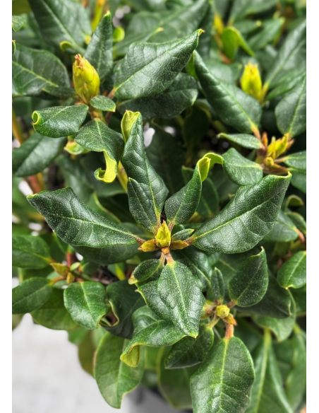 'Baden Baden' - różanecznik rozesłany
Rhododendron repens 'Baden Baden'