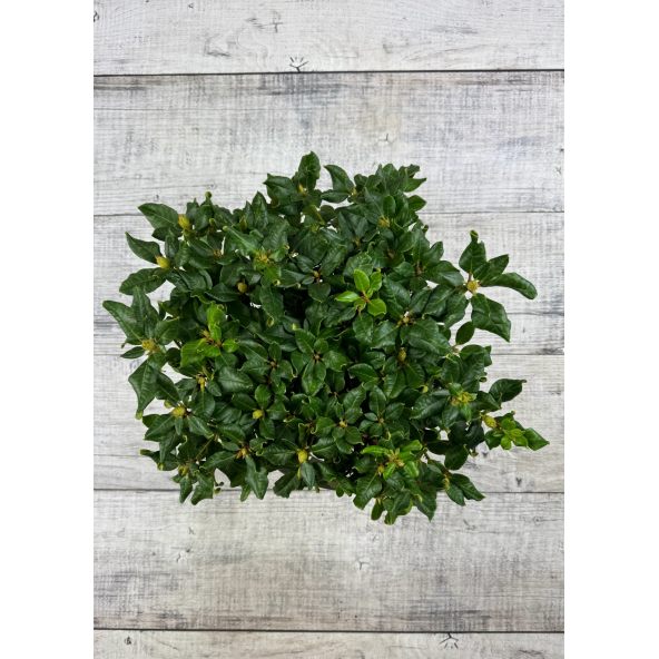 'Baden Baden' - różanecznik rozesłany
Rhododendron repens 'Baden Baden'