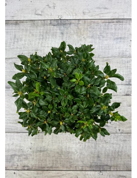 'Baden Baden' - różanecznik rozesłany
Rhododendron repens 'Baden Baden'