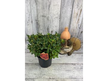 'Baden Baden' - różanecznik rozesłany
Rhododendron repens 'Baden Baden' 2