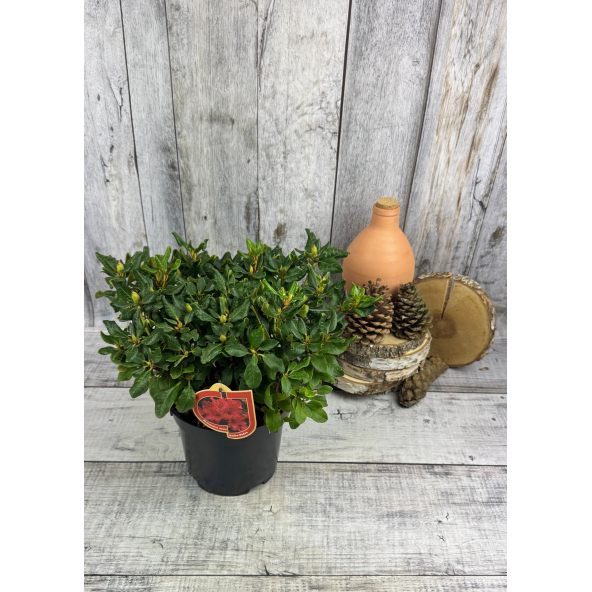 'Baden Baden' - różanecznik rozesłany
Rhododendron repens 'Baden Baden'