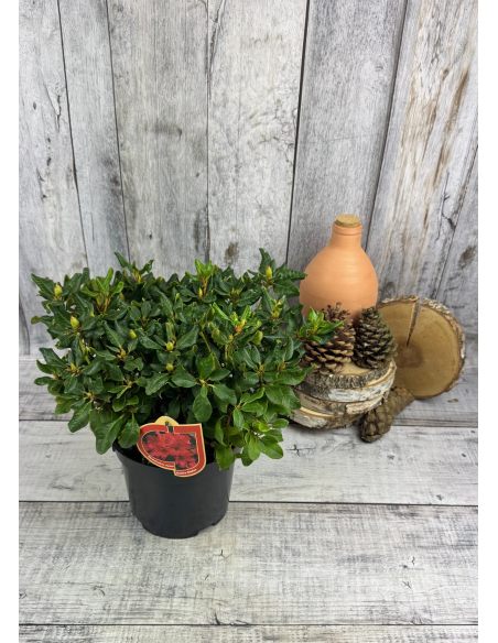 'Baden Baden' - różanecznik rozesłany
Rhododendron repens 'Baden Baden'