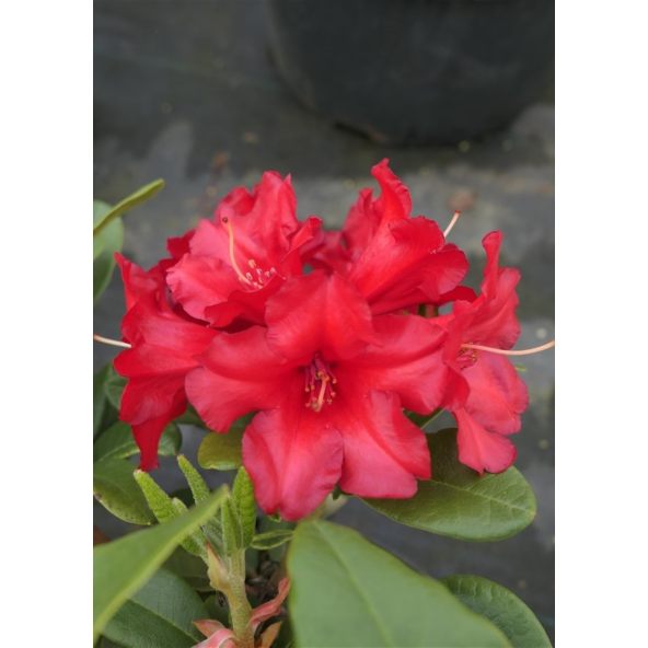 'Rotkäppchen' - różanecznik rozesłany
Rhododendron repens 'Rotkäppchen'