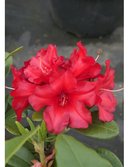 'Rotkäppchen' - różanecznik rozesłany
Rhododendron repens 'Rotkäppchen'