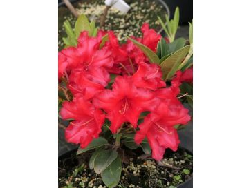 'Rotkäppchen' - różanecznik rozesłany
Rhododendron repens 'Rotkäppchen'