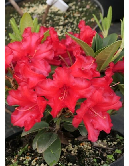 'Rotkäppchen' - różanecznik rozesłany
Rhododendron repens 'Rotkäppchen'