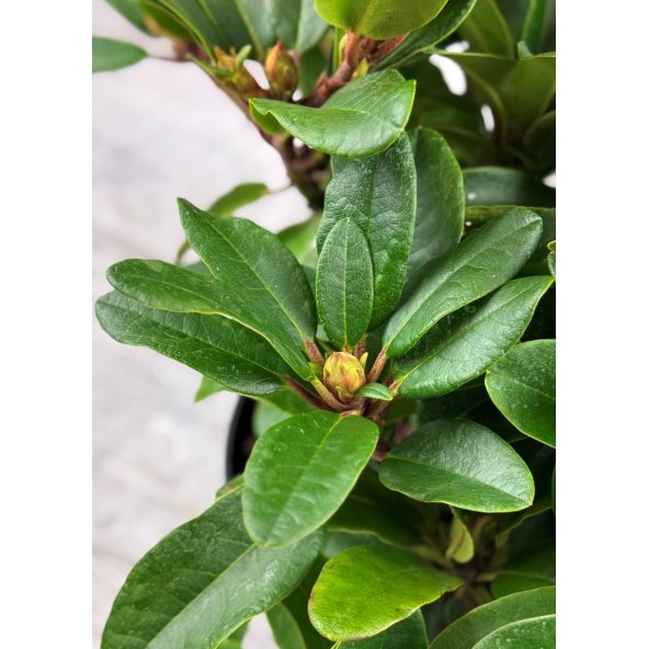 'Rotkäppchen' - różanecznik rozesłany
Rhododendron repens 'Rotkäppchen'