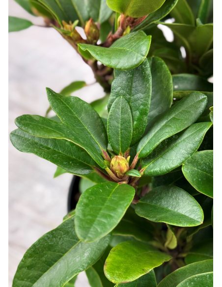 'Rotkäppchen' - różanecznik rozesłany
Rhododendron repens 'Rotkäppchen'