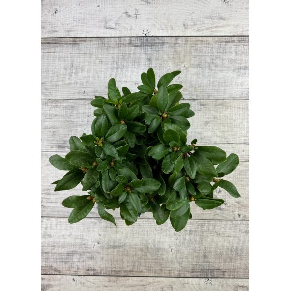 'Rotkäppchen' - różanecznik rozesłany
Rhododendron repens 'Rotkäppchen'