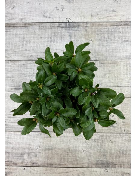 'Rotkäppchen' - różanecznik rozesłany
Rhododendron repens 'Rotkäppchen'