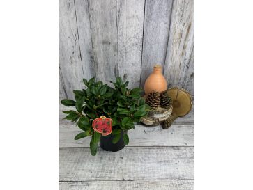 'Rotkäppchen' - różanecznik rozesłany
Rhododendron repens 'Rotkäppchen' 2