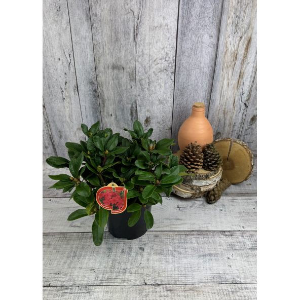 'Rotkäppchen' - różanecznik rozesłany
Rhododendron repens 'Rotkäppchen'