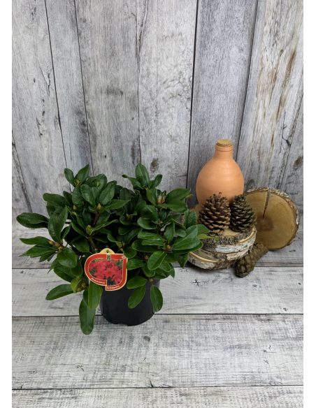 'Rotkäppchen' - różanecznik rozesłany
Rhododendron repens 'Rotkäppchen'