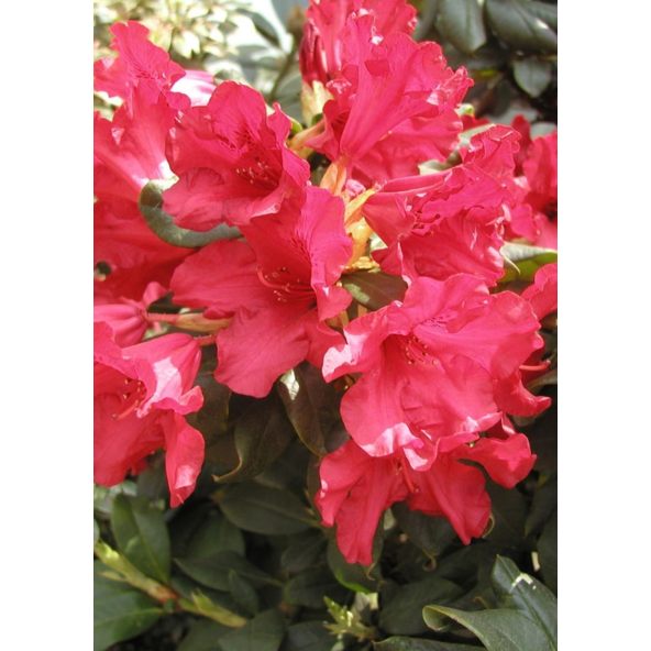 'Scarlet Wonder' - różanecznik rozesłany
Rhododendron repens 'Scarlet Wonder'