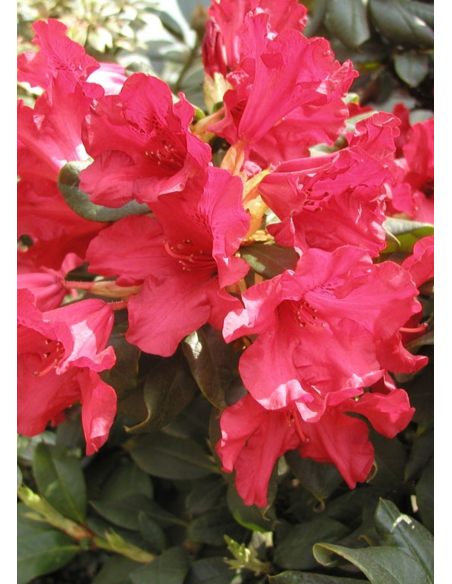 'Scarlet Wonder' - różanecznik rozesłany
Rhododendron repens 'Scarlet Wonder'