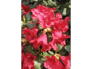 'Scarlet Wonder' - różanecznik rozesłany
Rhododendron repens 'Scarlet Wonder'