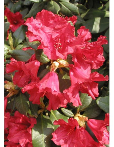 'Scarlet Wonder' - różanecznik rozesłany
Rhododendron repens 'Scarlet Wonder'