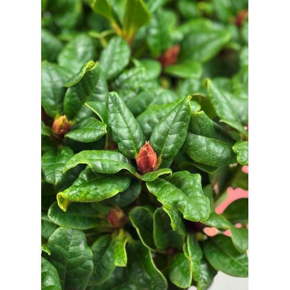 'Scarlet Wonder' - różanecznik rozesłany
Rhododendron repens 'Scarlet Wonder'