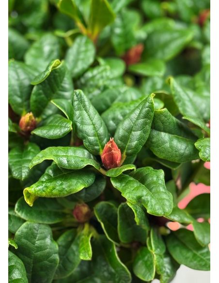 'Scarlet Wonder' - różanecznik rozesłany
Rhododendron repens 'Scarlet Wonder'