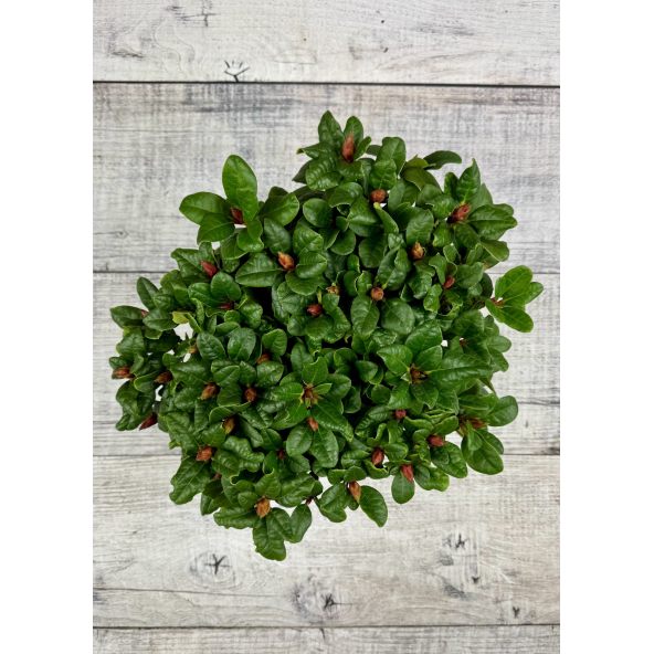 'Scarlet Wonder' - różanecznik rozesłany
Rhododendron repens 'Scarlet Wonder'