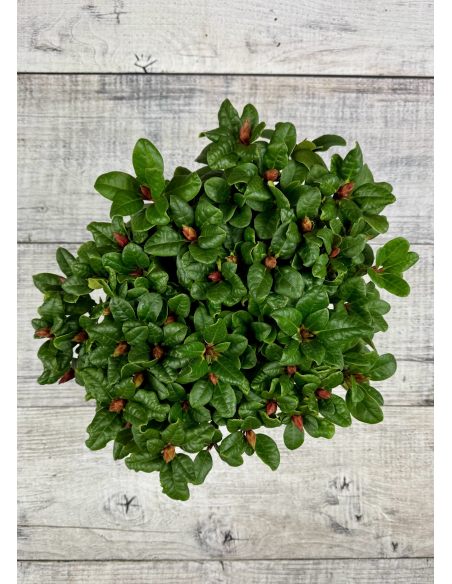 'Scarlet Wonder' - różanecznik rozesłany
Rhododendron repens 'Scarlet Wonder'