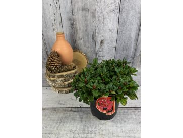 'Scarlet Wonder' - różanecznik rozesłany
Rhododendron repens 'Scarlet Wonder' 2