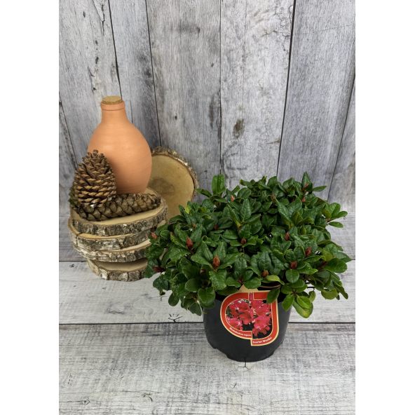 'Scarlet Wonder' - różanecznik rozesłany
Rhododendron repens 'Scarlet Wonder'