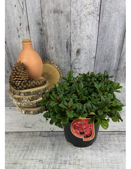 'Scarlet Wonder' - różanecznik rozesłany
Rhododendron repens 'Scarlet Wonder'