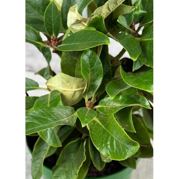 'Cinnamon Princess' - różanecznik z serii GREEN GIANTS
Rhododendron campanulatum x rex 'Cinnamon Princess'