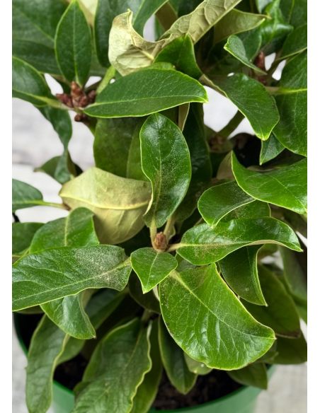 'Cinnamon Princess' - różanecznik z serii GREEN GIANTS
Rhododendron campanulatum x rex 'Cinnamon Princess'