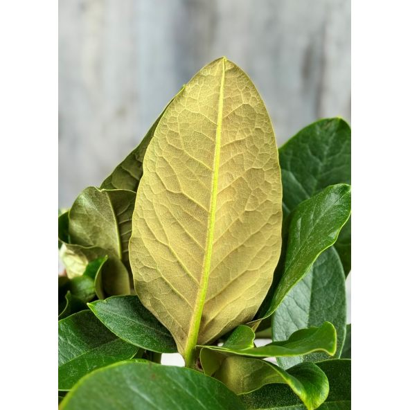 'Cinnamon Princess' - różanecznik z serii GREEN GIANTS
Rhododendron campanulatum x rex 'Cinnamon Princess'